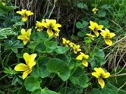 25 Viola biflora (Viola gialla) 